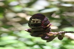 Strobilanthes luridus